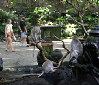 paket tour bali 1 hari Monkey Forest